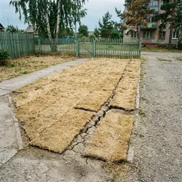 Высохший без полива газон цвета соломы